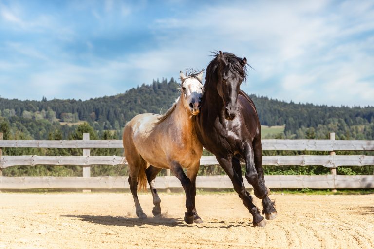 Zwei Pferde auf einem Reitplatz mit hellem Quarzsandboden – optimale Trittsicherheit durch gewaschenen Quarzsand von Quarzwerke Friedl